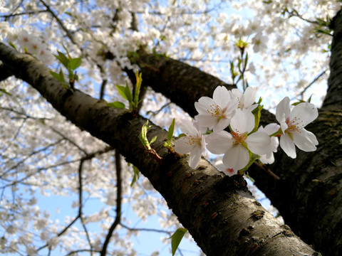 樱花