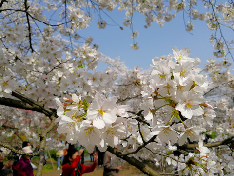 樱花