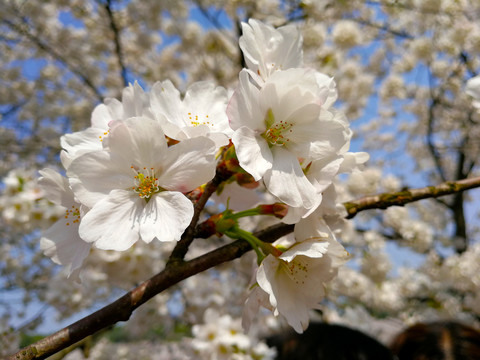 樱花