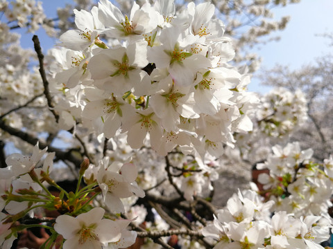 樱花