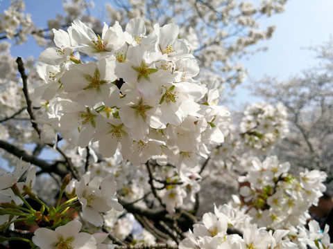 樱花