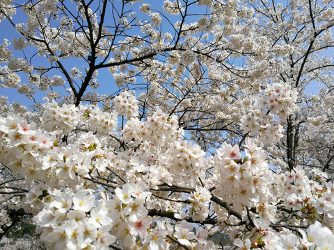 樱花