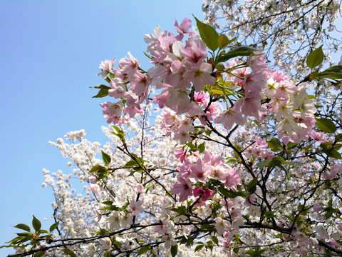 樱花