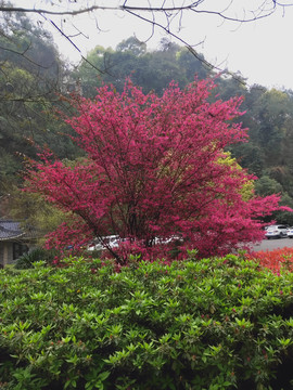 植物风景树