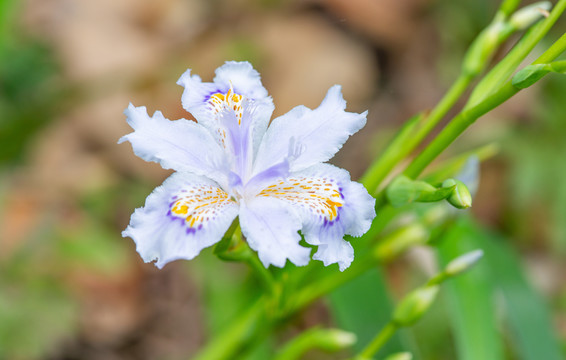 白色樱花花朵