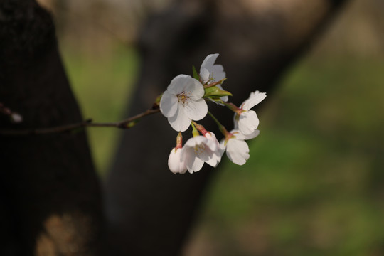 一枝独秀樱花