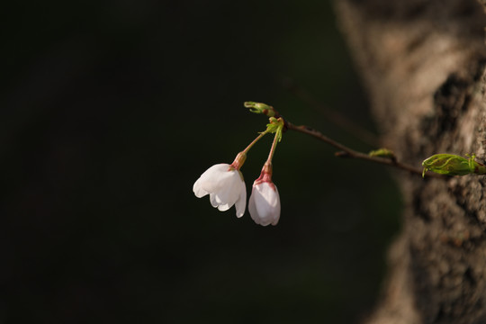 樱花