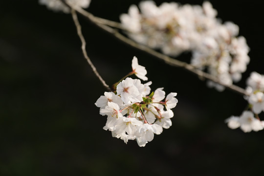 一束樱花