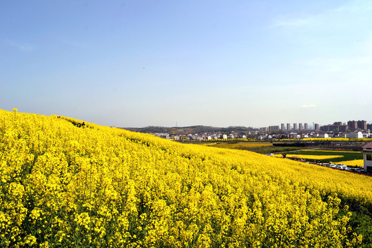 美丽乡村之油菜花海