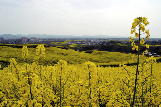 美丽乡村之油菜花海