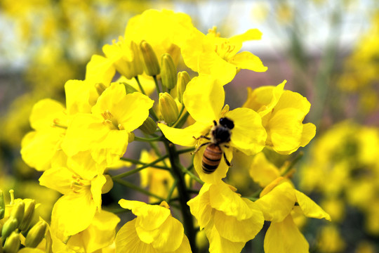 美丽乡村之油菜花海风光