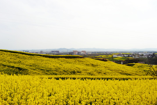 美丽乡村之油菜花海风光