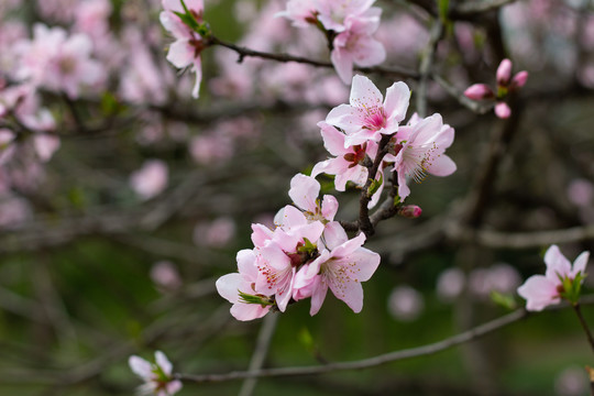 春季桃花特写