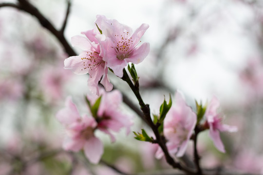 春季桃花特写