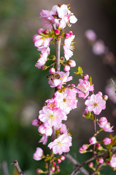 蜜蜂和榆叶梅特写