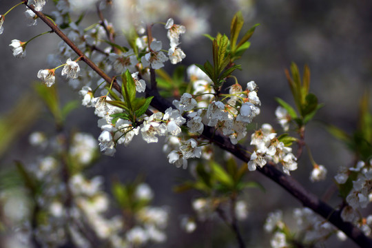 樱桃花