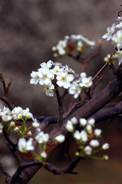 樱桃花