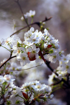 樱桃花