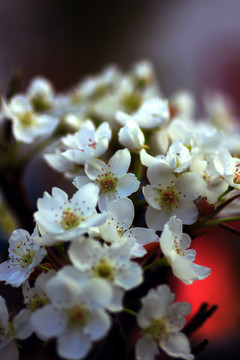 樱桃花