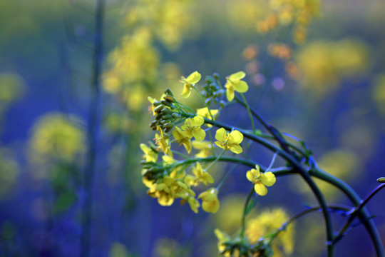 油菜花