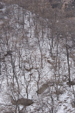 雪中的森林