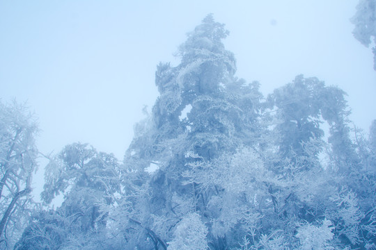 峨眉山雾凇