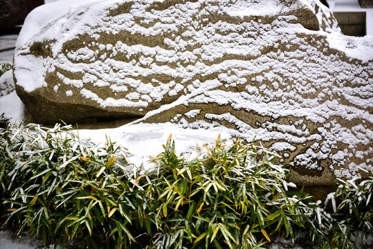 雪中翠竹