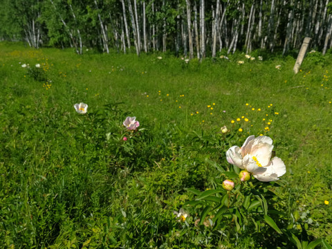 白桦林芍药花