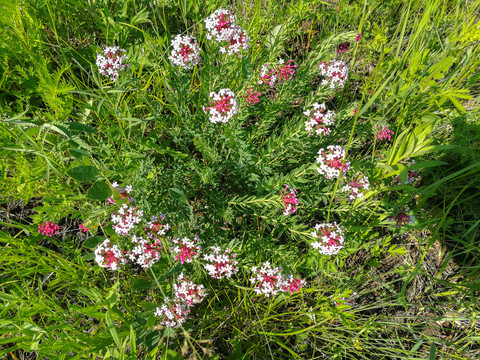 狼毒花