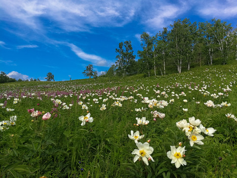 白桦林野花山坡