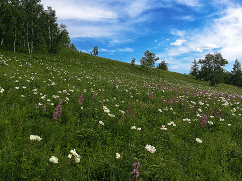 野花山坡白桦林