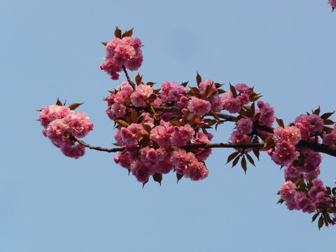 樱花