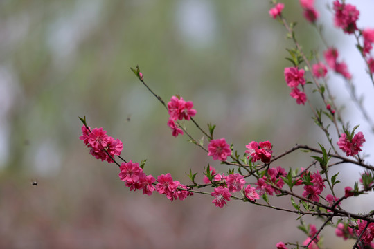 春暖花开