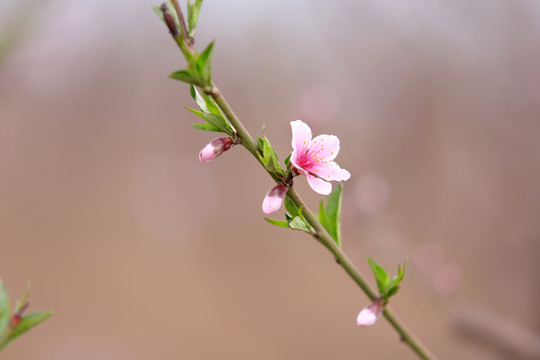 桃花