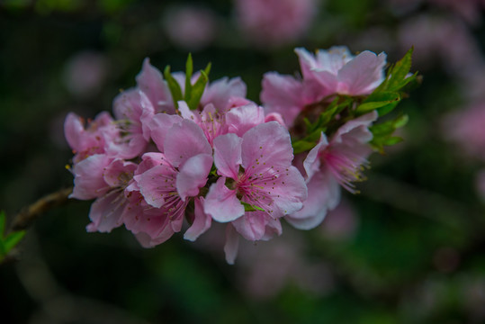 桃花