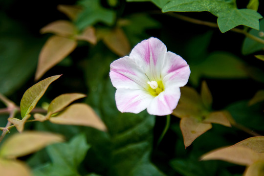 牵牛花