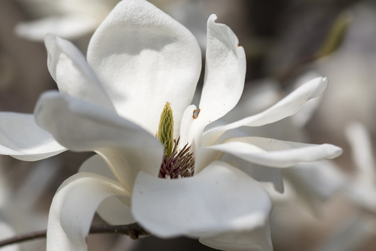 玉兰花