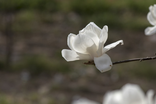 玉兰花