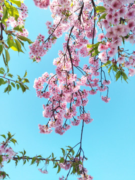 东京樱花