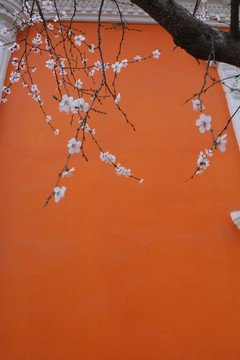 彩墙与杏花