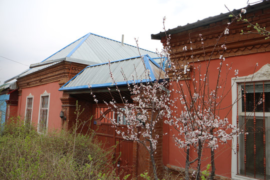 民居建筑和杏花