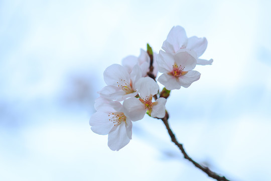 上海同济大学春季樱花