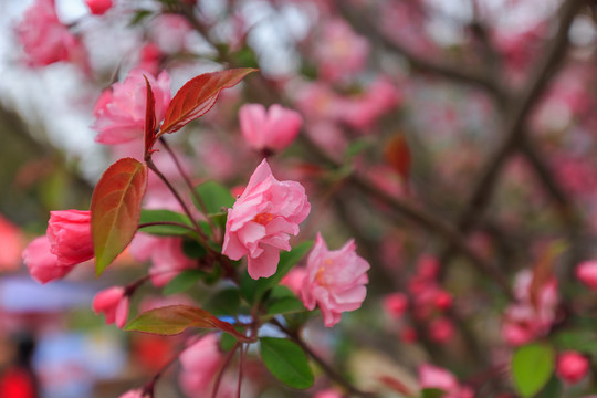 上海人民公园春季樱花