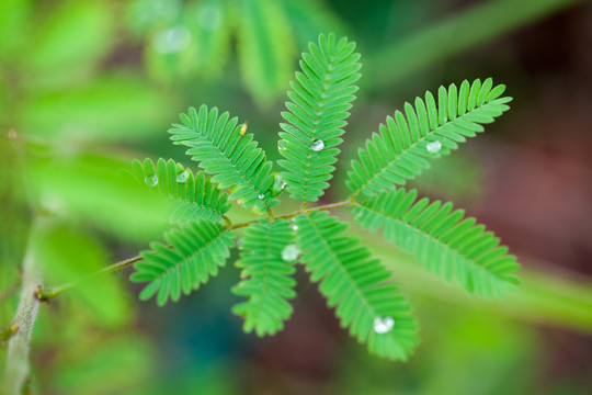 含羞草