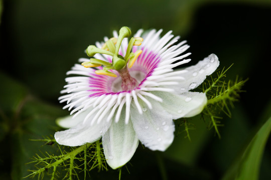 龙珠果花卉