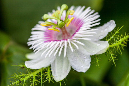 龙珠果花卉