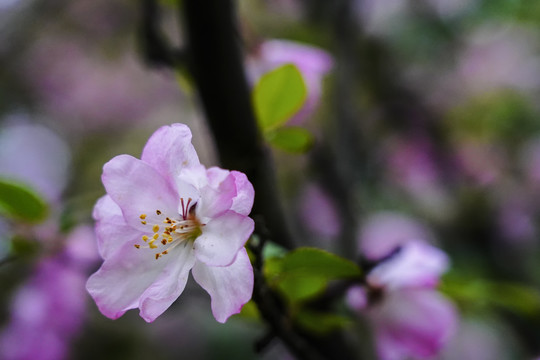 三月桃花开