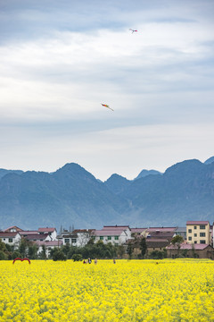 油菜花田风光