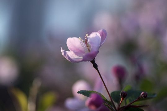 海棠花