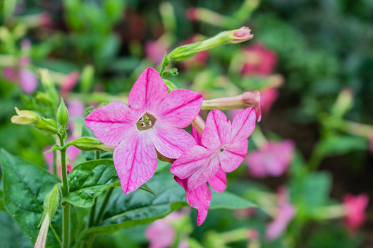 花烟草